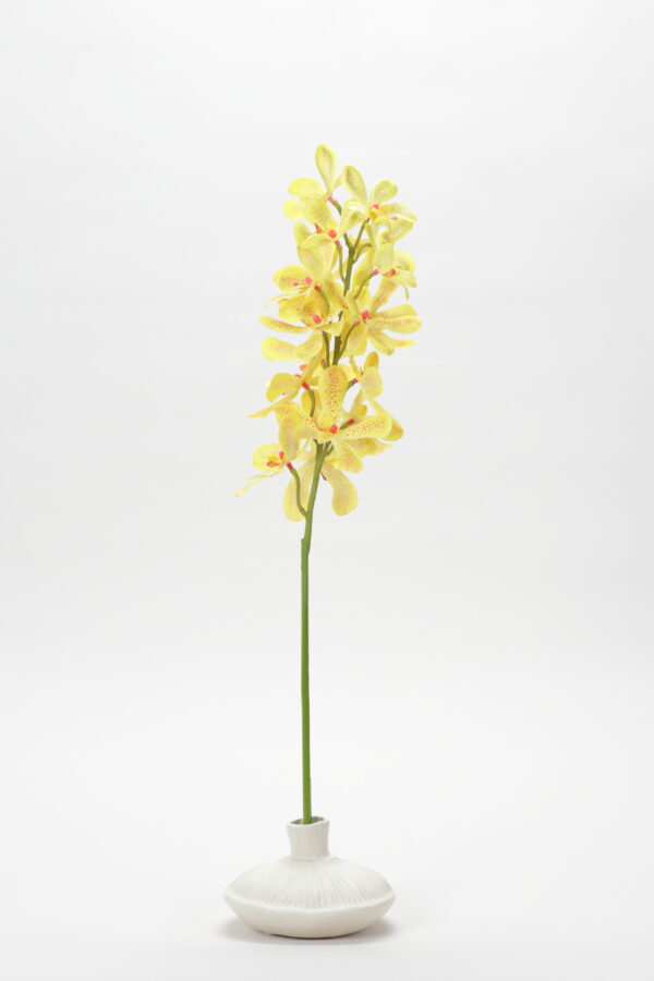 Vanda (Yellow)