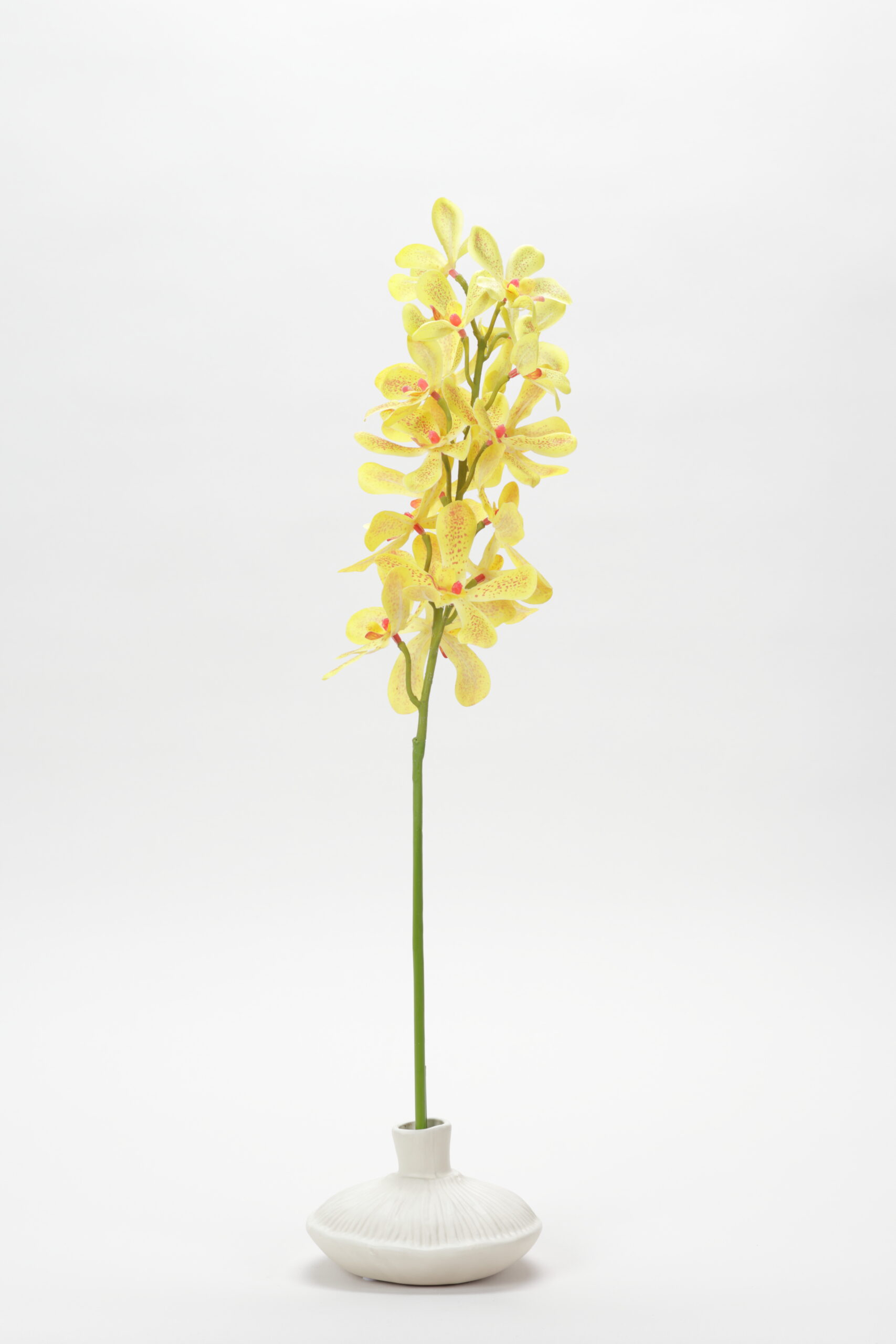 Vanda (Yellow)