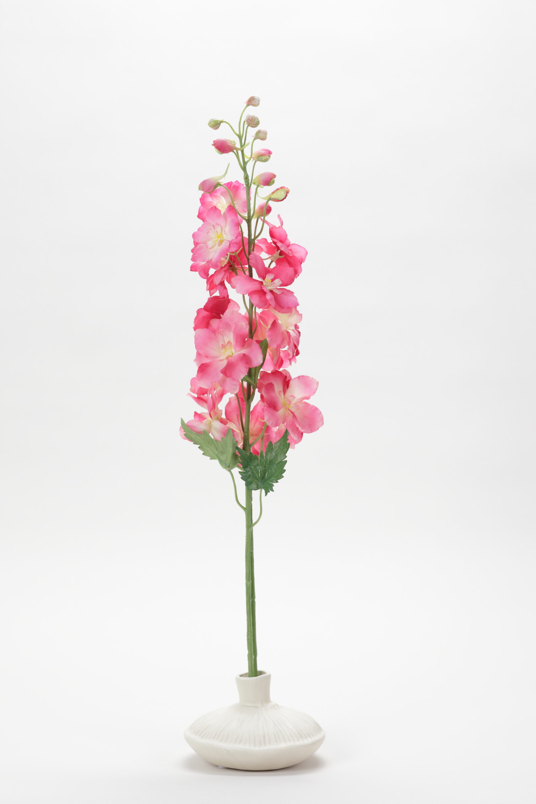 Delphinium (Coral Pink)