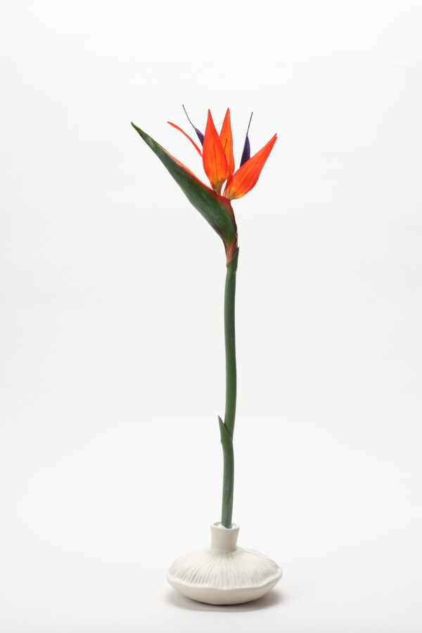 Bird of Paradise (Orange)