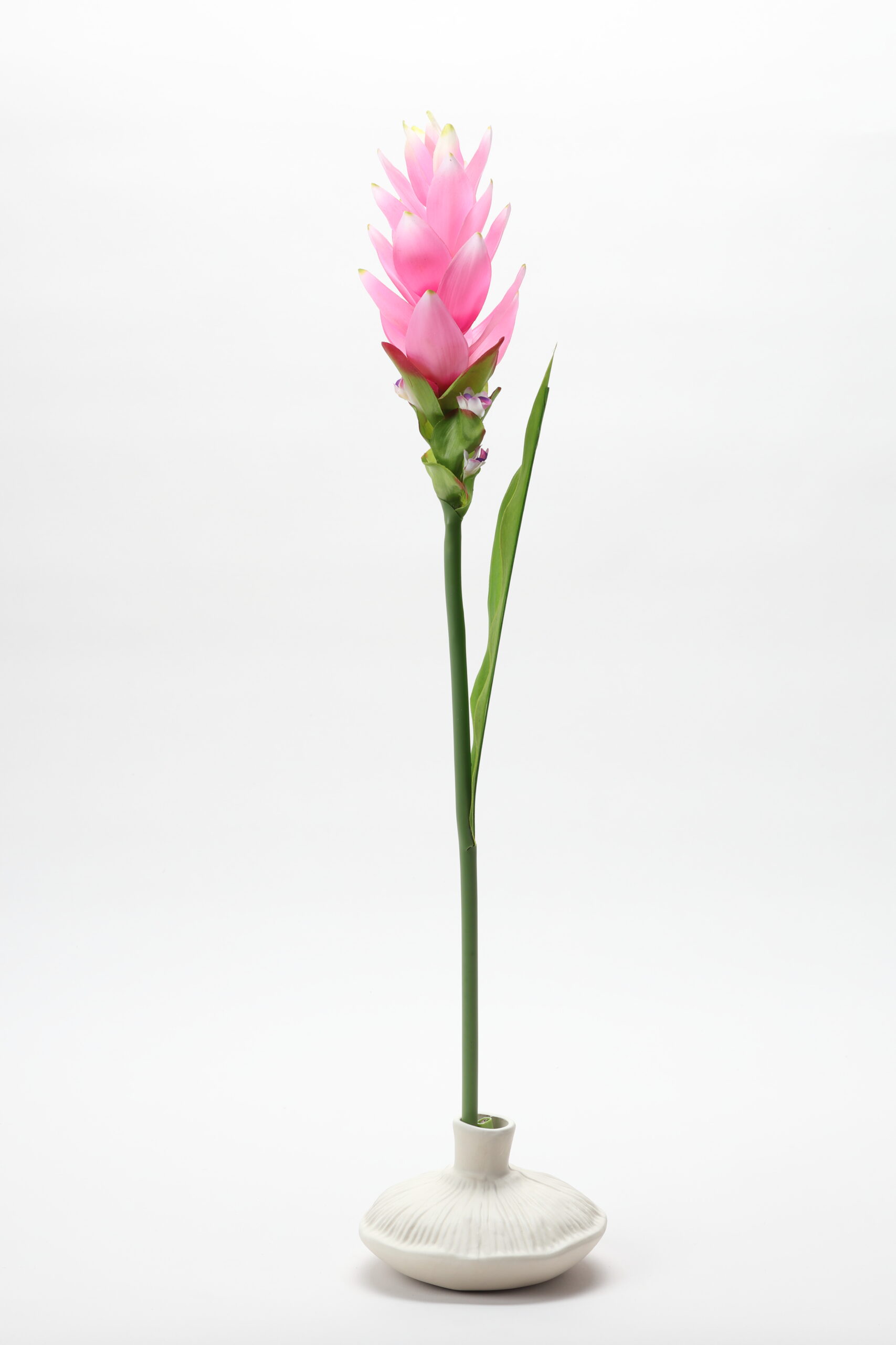 Real-Touch Curcuma (Pink)