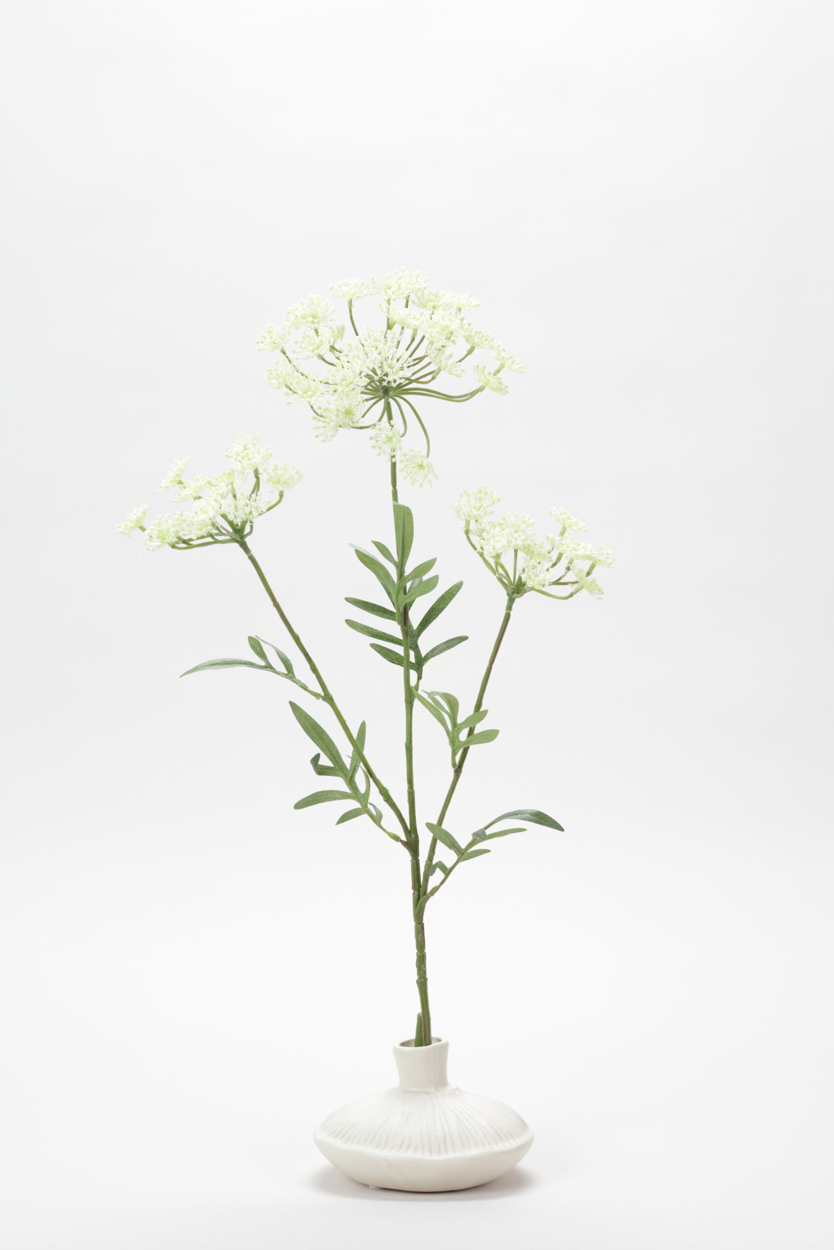 Dill (White)