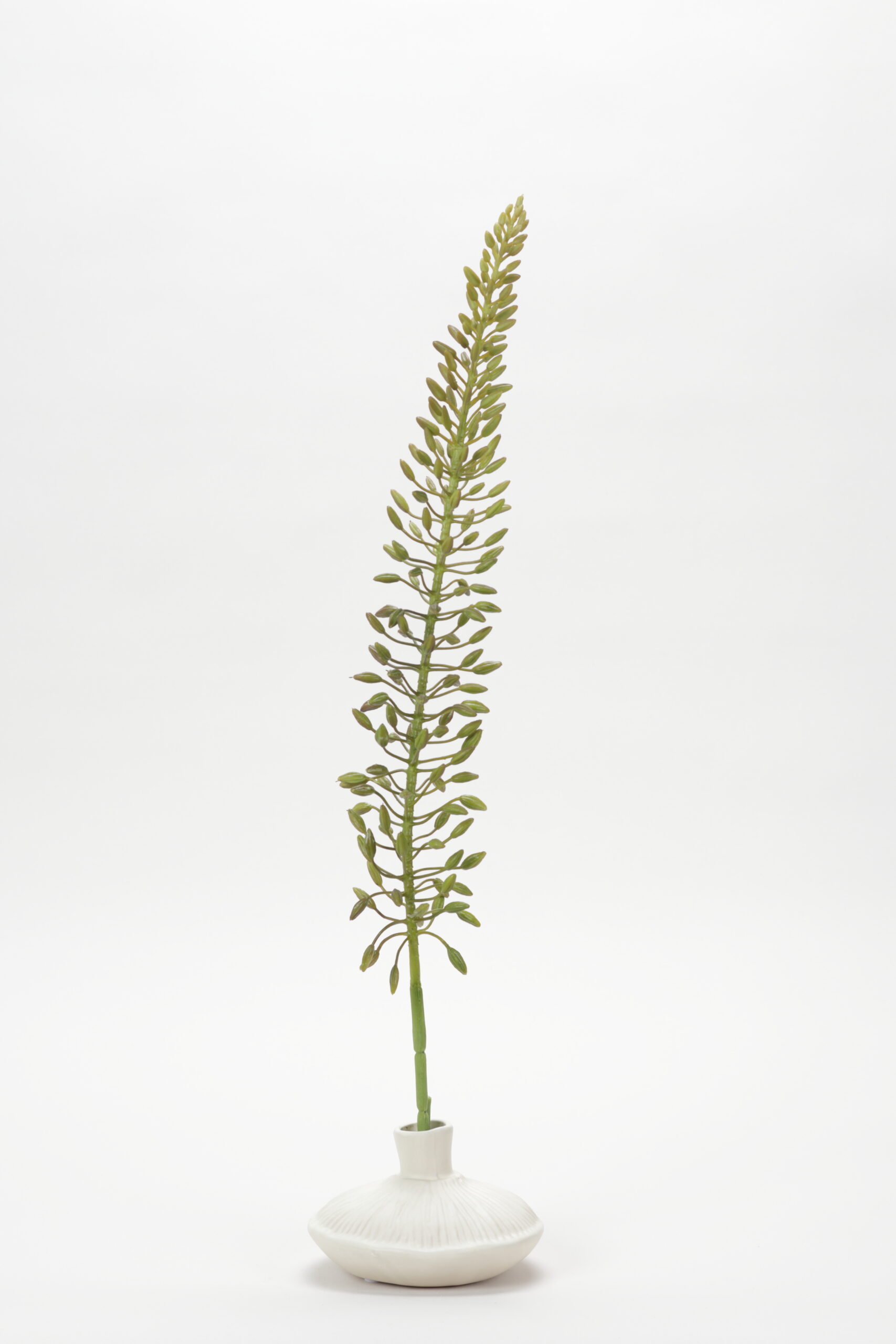 Eremurus Seed (Green)