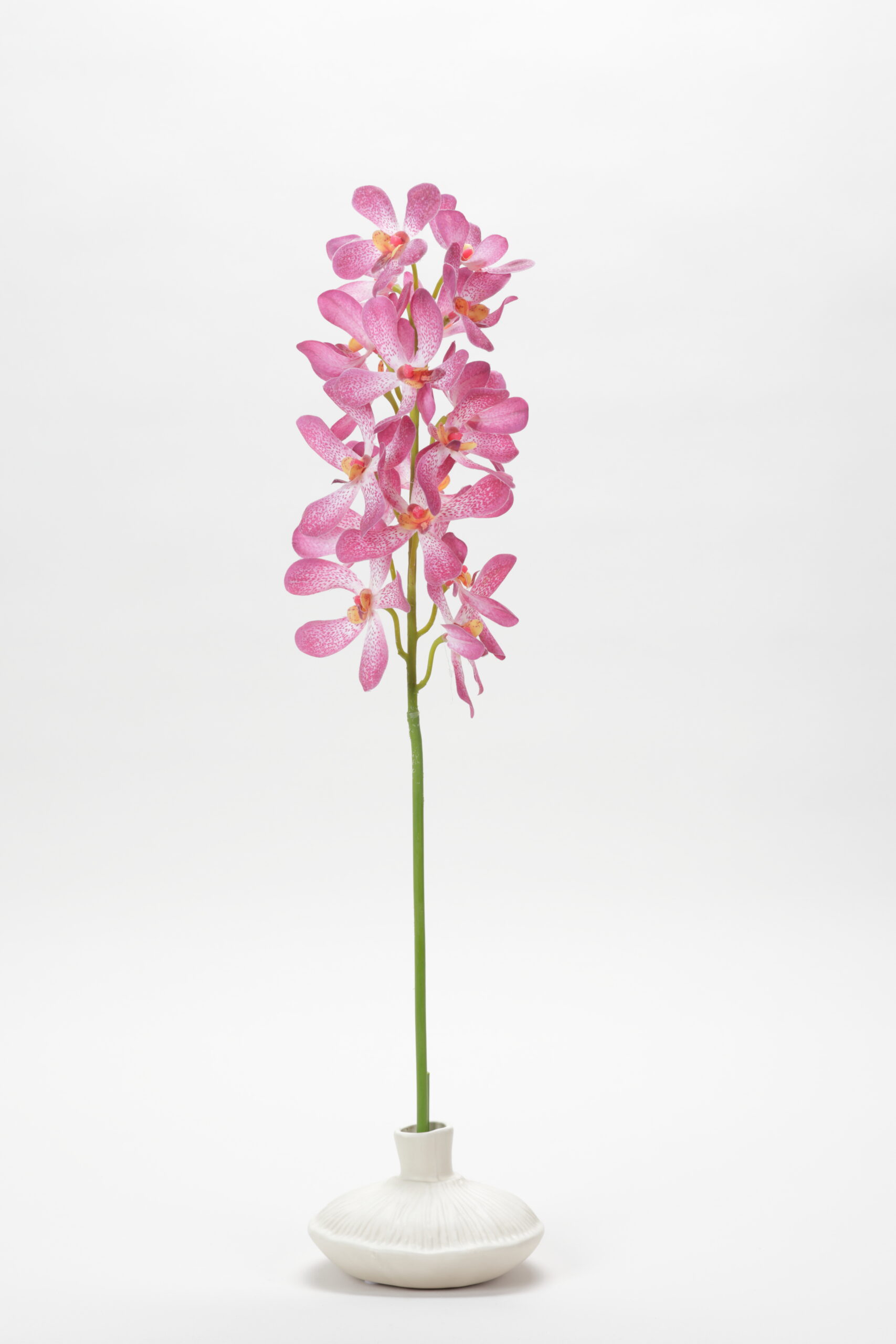 Vanda Orchid (Pink)