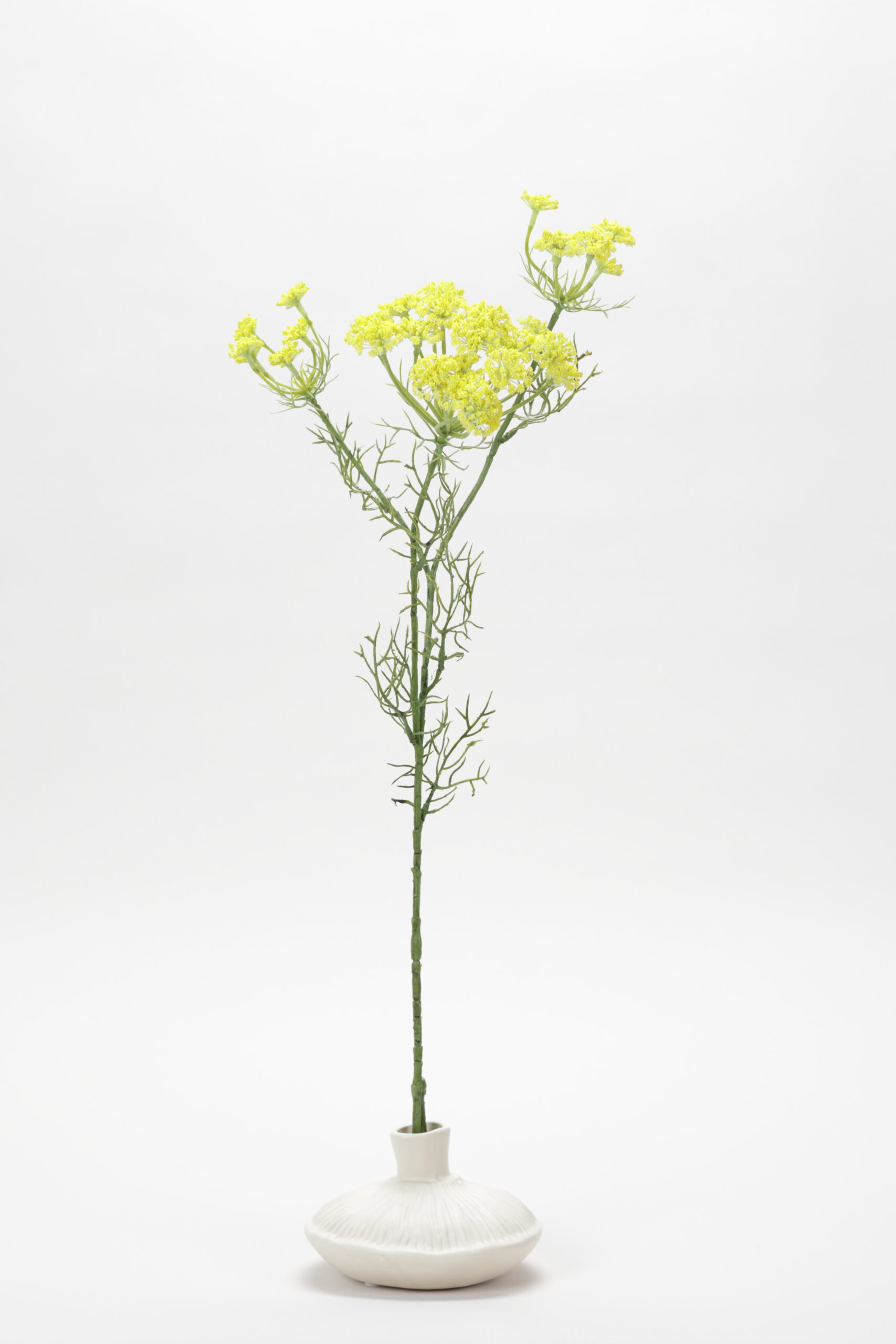 Dill (Yellow)